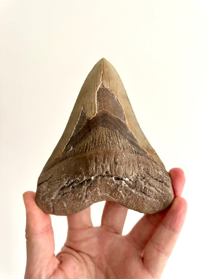Megalodon tooth fossil (5.61") - Miocene, USA