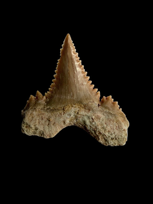 Palaeocarcharodon orientalis Fossil Tooth from Morocco | 1.31"