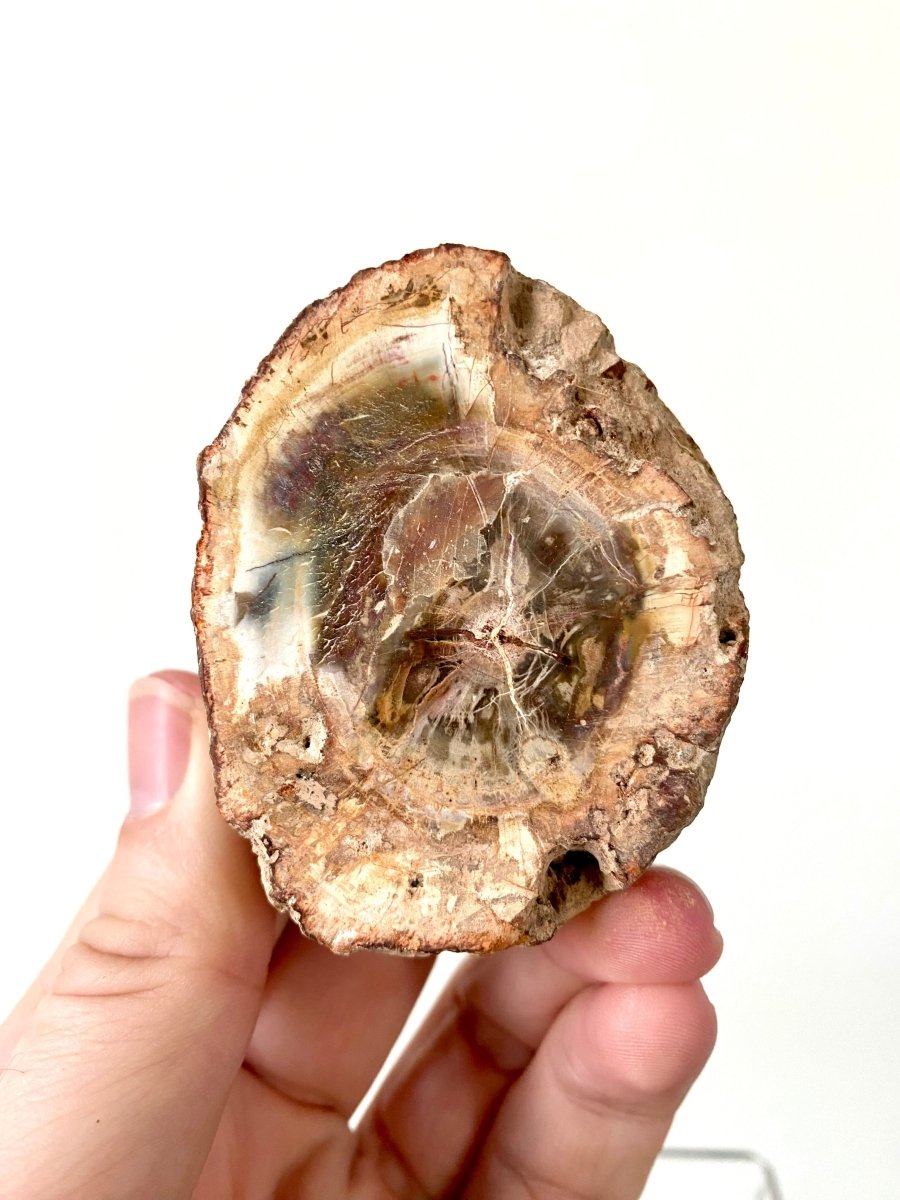 2.98" Petrified wood from Madagascar - FossilsAndMore