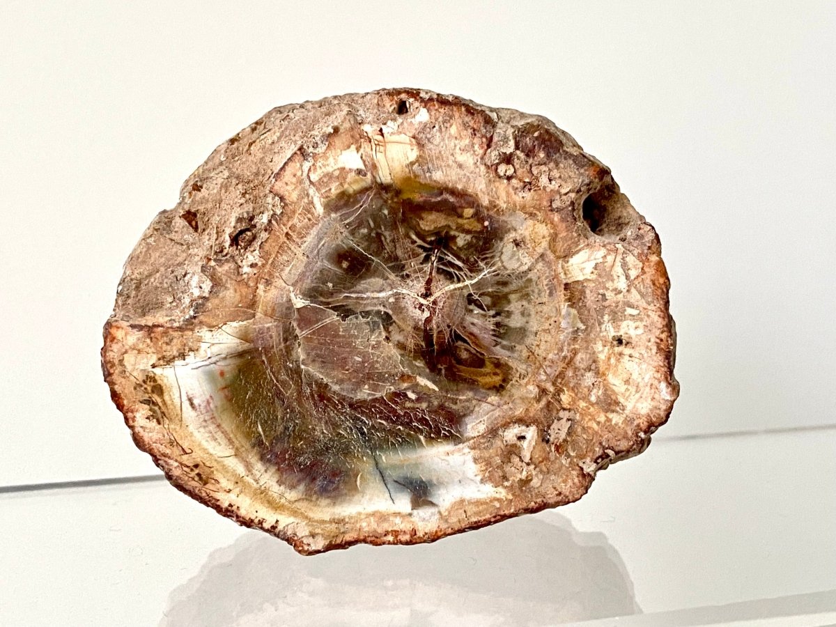 2.98" Petrified wood from Madagascar - FossilsAndMore