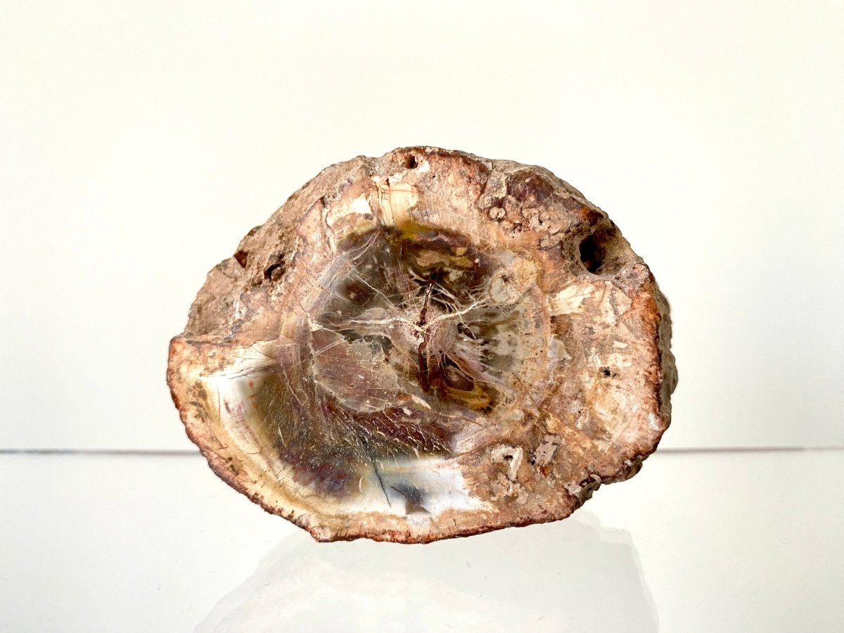 2.98" Petrified wood from Madagascar - FossilsAndMore