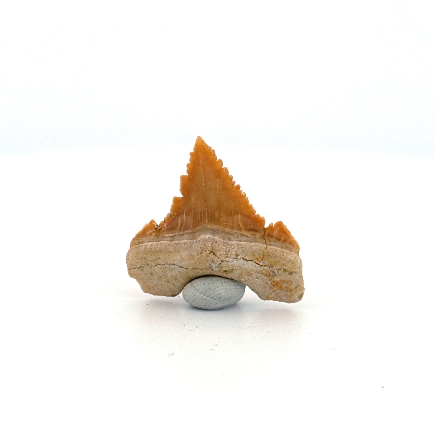 Palaeocarcharodon orientalis Tooth (1.13") from Morocco