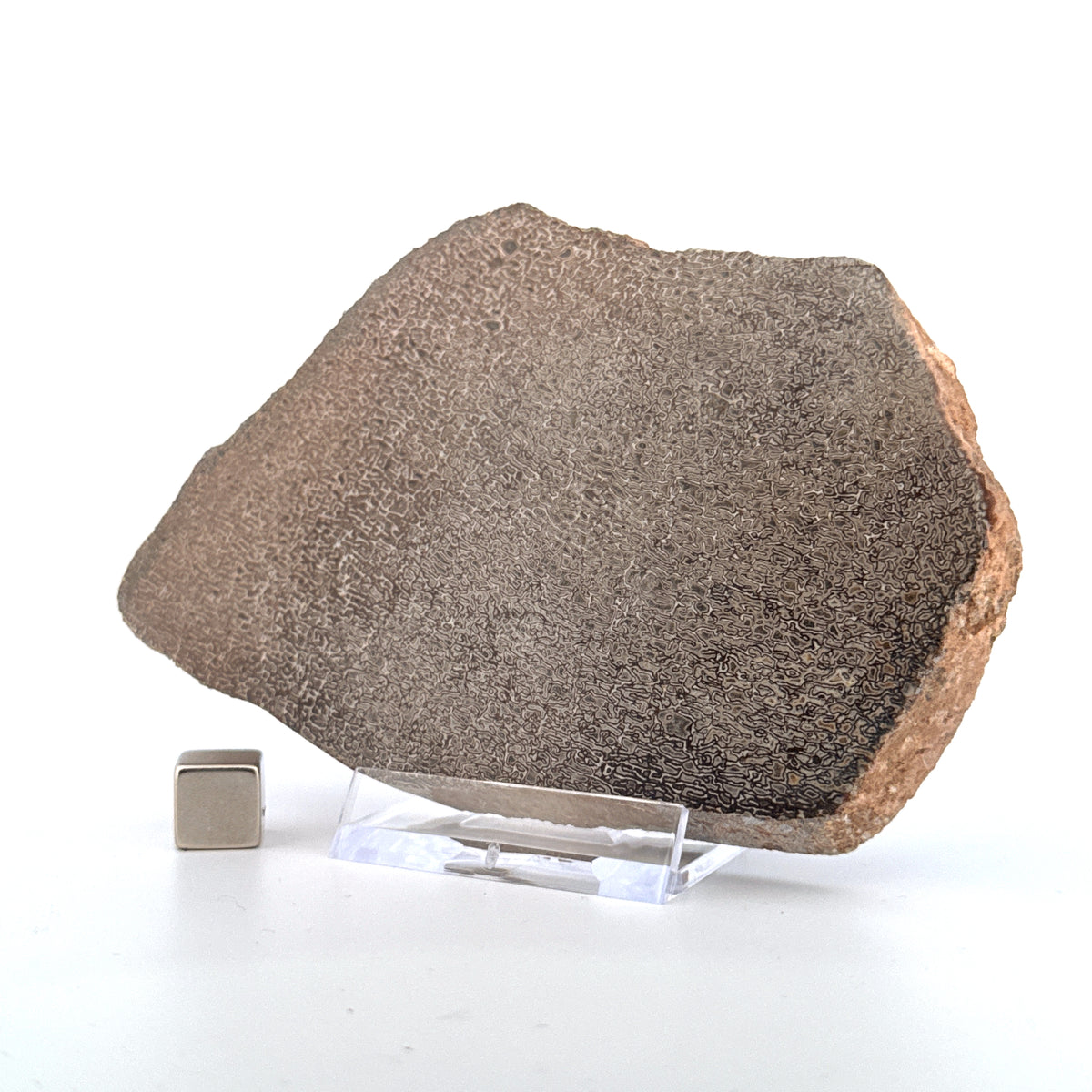 Gepolijst Sauropode Dinosaurusbot uit Jura | 150 Gram