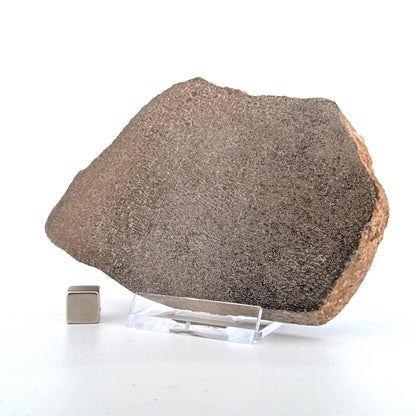 Gepolijst Sauropode Dinosaurusbot uit Jura | 150 Gram