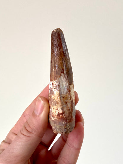 3.8" (9,6cm) Large Spinosaurus fossil tooth