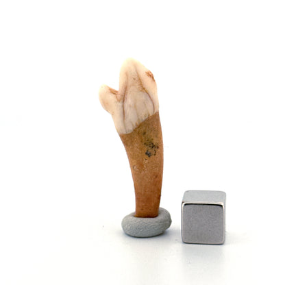 Cave Bear (Ursus spelaeus) incisor tooth from pleistocene, Rumania (1.59")