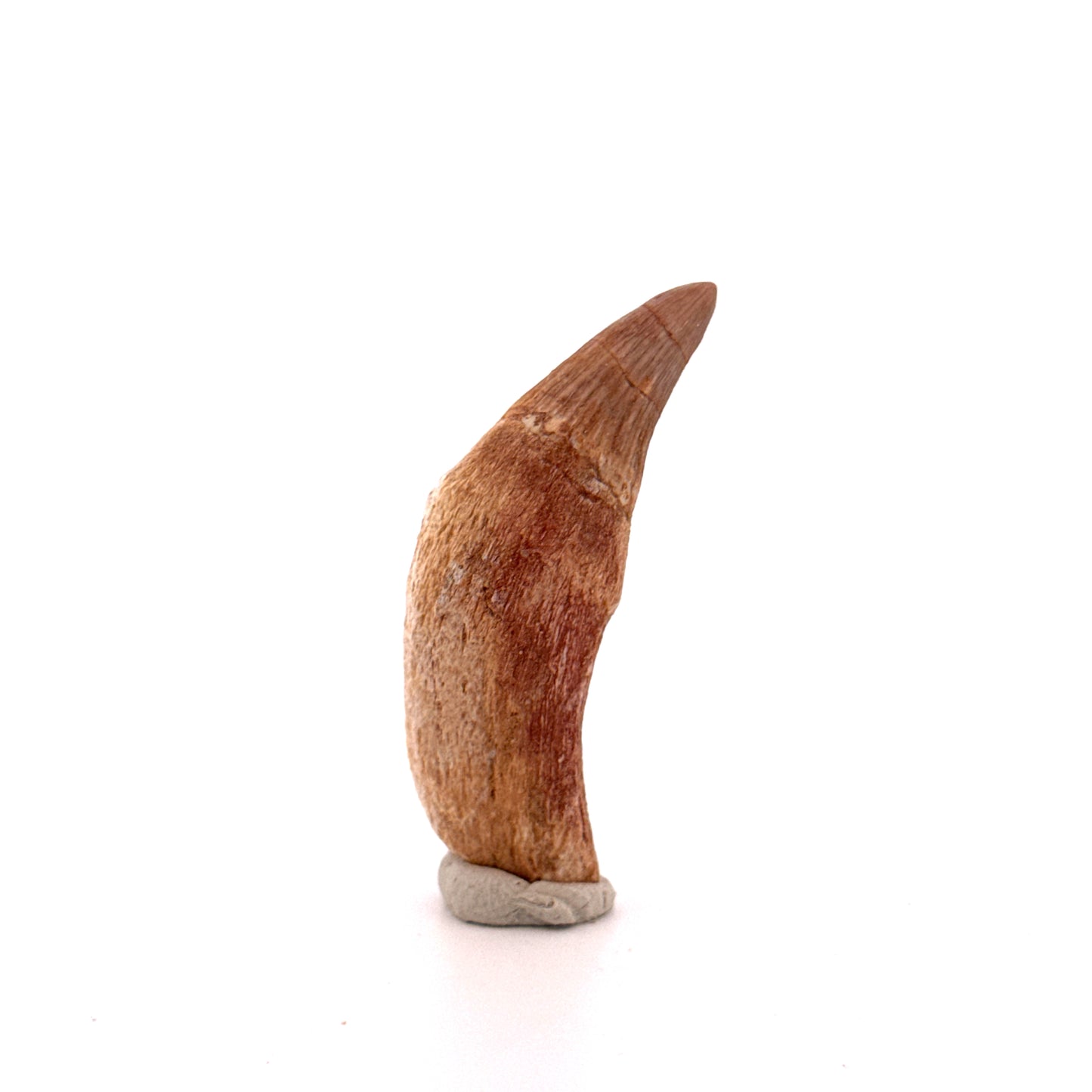 Gavialimimus almaghribensis Mosasaurus tand, Laat Krijt, Marokko (2.11 inch)