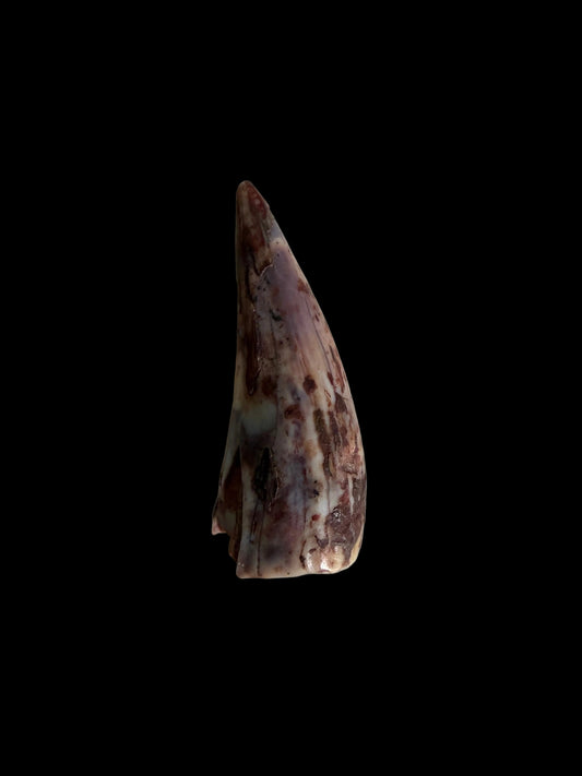 Redondasaurus, Phytosaur fossils tooth  from Late Triassic, USA | 0.53"