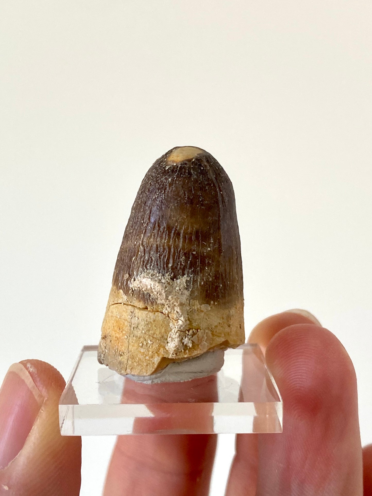 Moroccosuchus zennaroi Fossil tooth