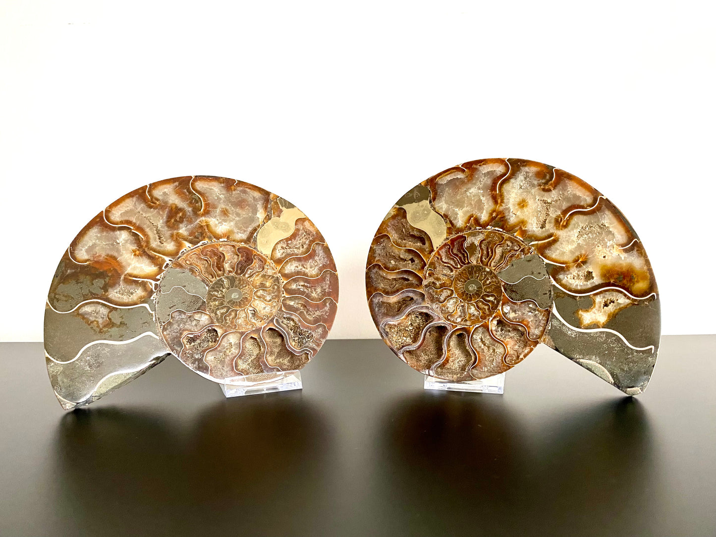 6.49" Ammonite Fossil, Cleoniceras species (2-sides, cut and polished)