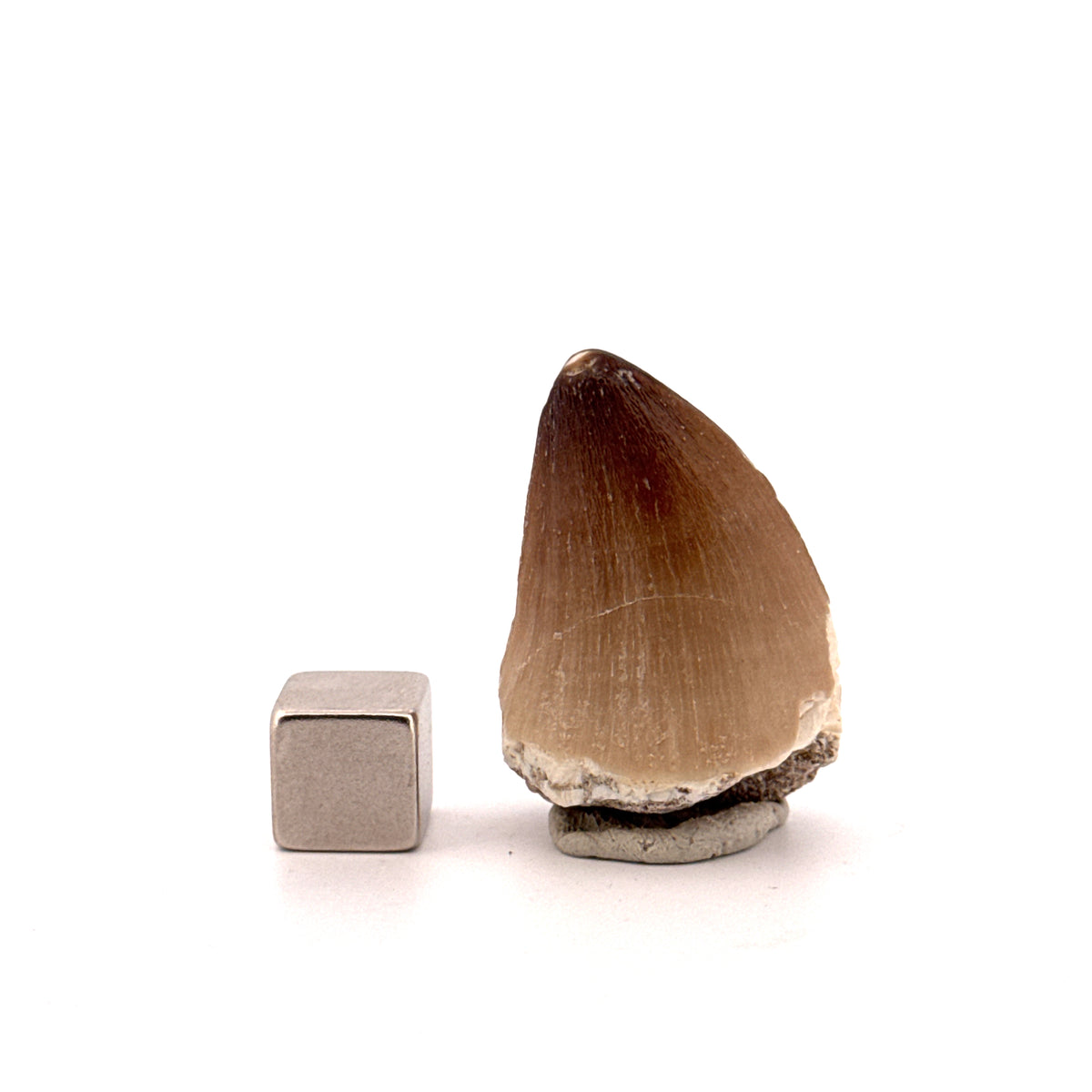 Mosasaur tooth fossil from Late Cretaceous, Morocco | 1.29"