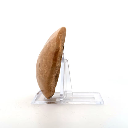 Pygurus Marmonti, sea urchin from Jurassic, Madagascar (3.05")