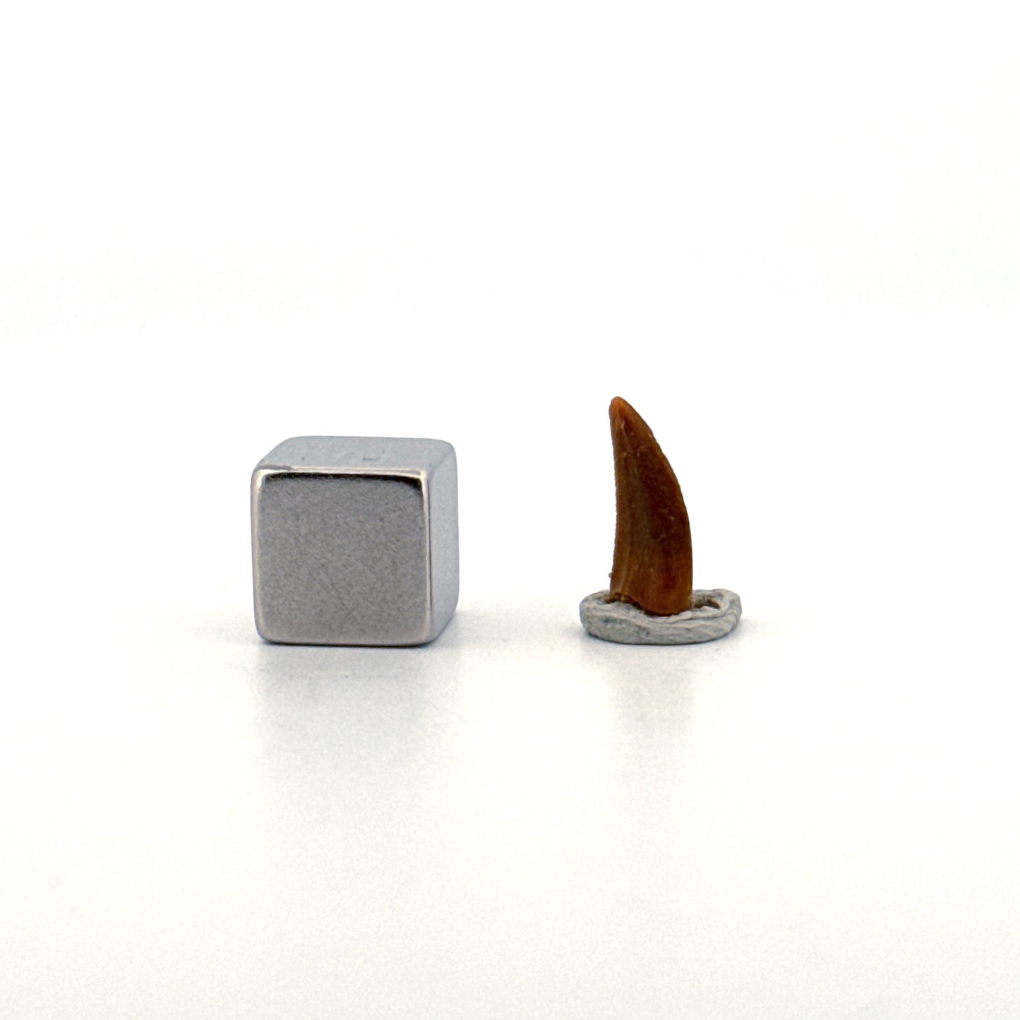 Abelisaurid fossil dinosaur tooth from Kem Kem, Morocco (0.48")