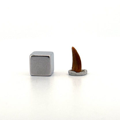 Abelisaurid fossil dinosaur tooth from Kem Kem, Morocco (0.48")
