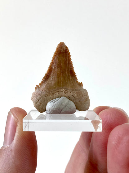 Paleocarcharodon Orientalis shark tooth