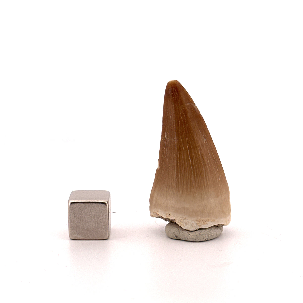 Mosasaur tooth fossil from Late Cretaceous, Morocco | 1.45"