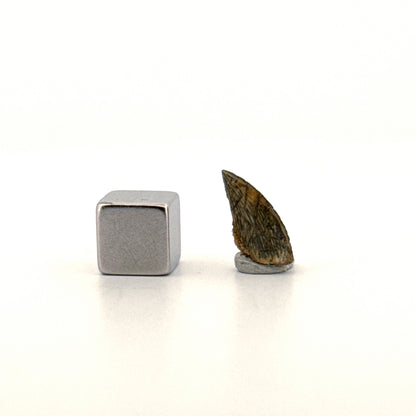 Abelisaurid fossil dinosaur tooth from Kem Kem, Morocco (0.56")