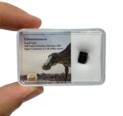 Edmontosaurus Tandfragment uit de Hell Creek Formatie in Gift Box