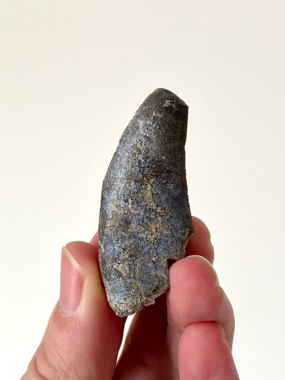 Eocarchia Dinops fossil dinosaur tooth (5.6cm)