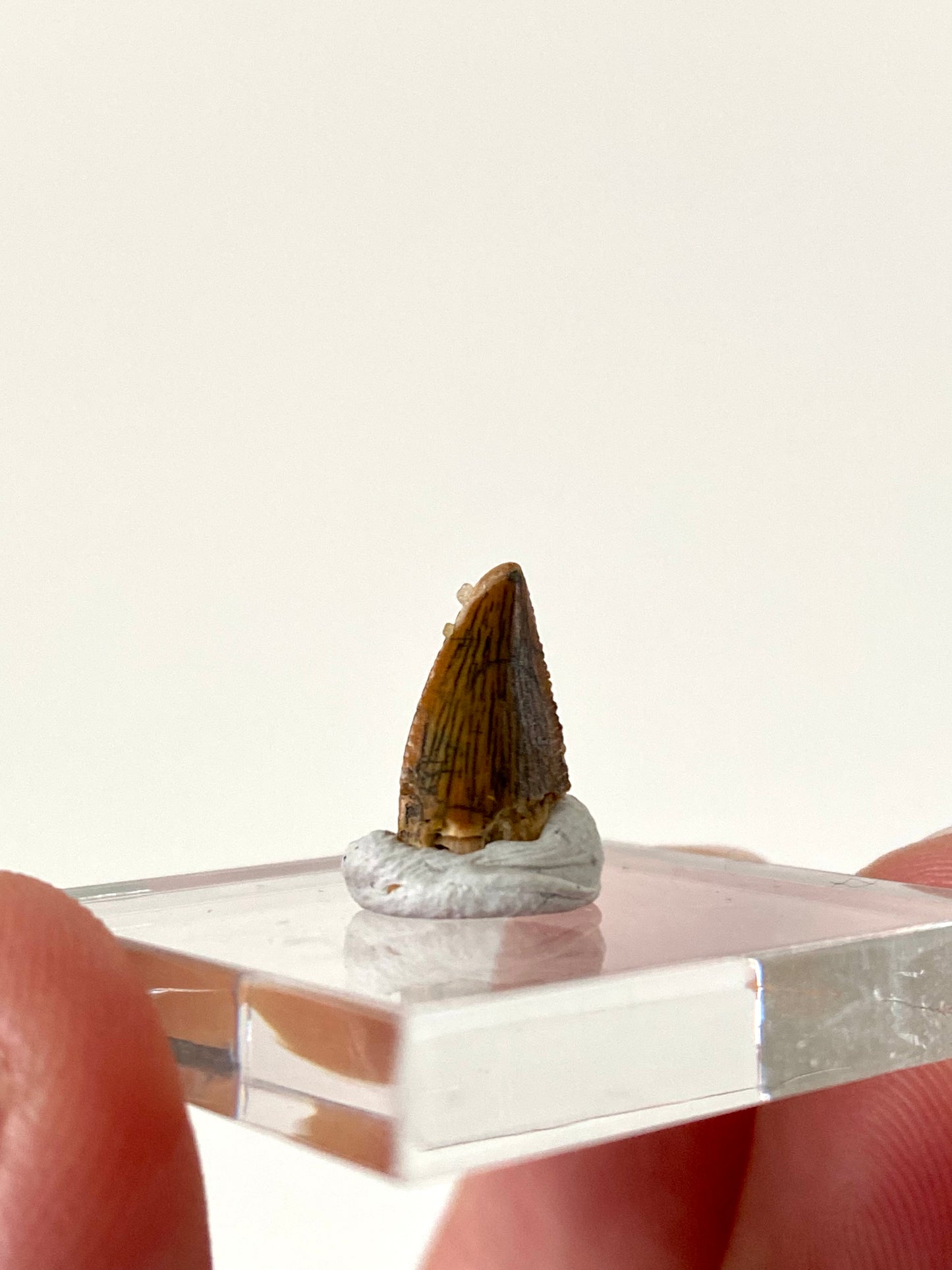 Abelisaurus fossil tooth, "raptor like" dino species