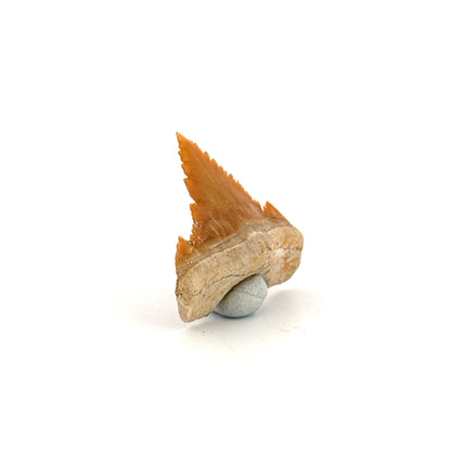 Palaeocarcharodon orientalis Tooth (1.13") from Morocco