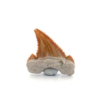 Palaeocarcharodon orientalis Tooth (1.36") from Morocco