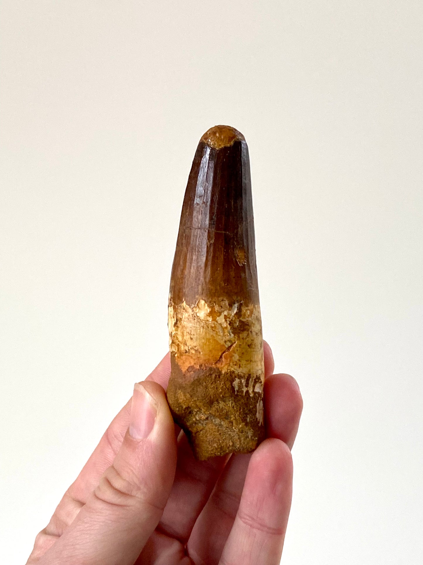 4" (10,4 cm) Big Spinosaurus fossil tooth