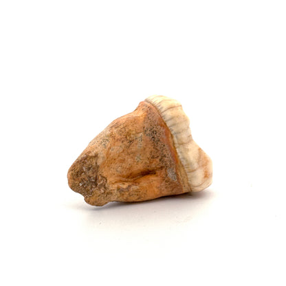 Cave Bear (Ursus spelaeus) molar from pleistocene, Rumania (1.44")