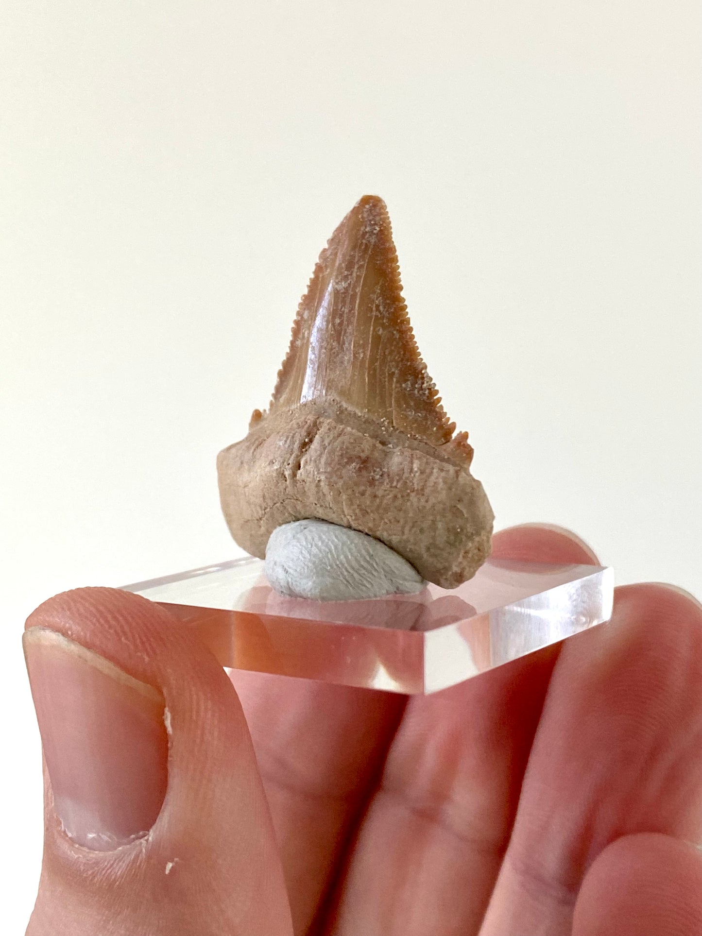 Paleocarcharodon Orientalis shark tooth