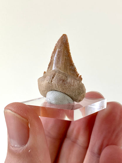 Paleocarcharodon Orientalis shark tooth