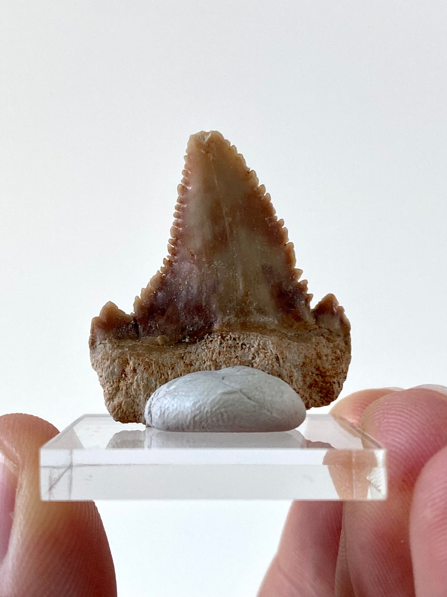 Paleocarcharodon Orientalis shark tooth