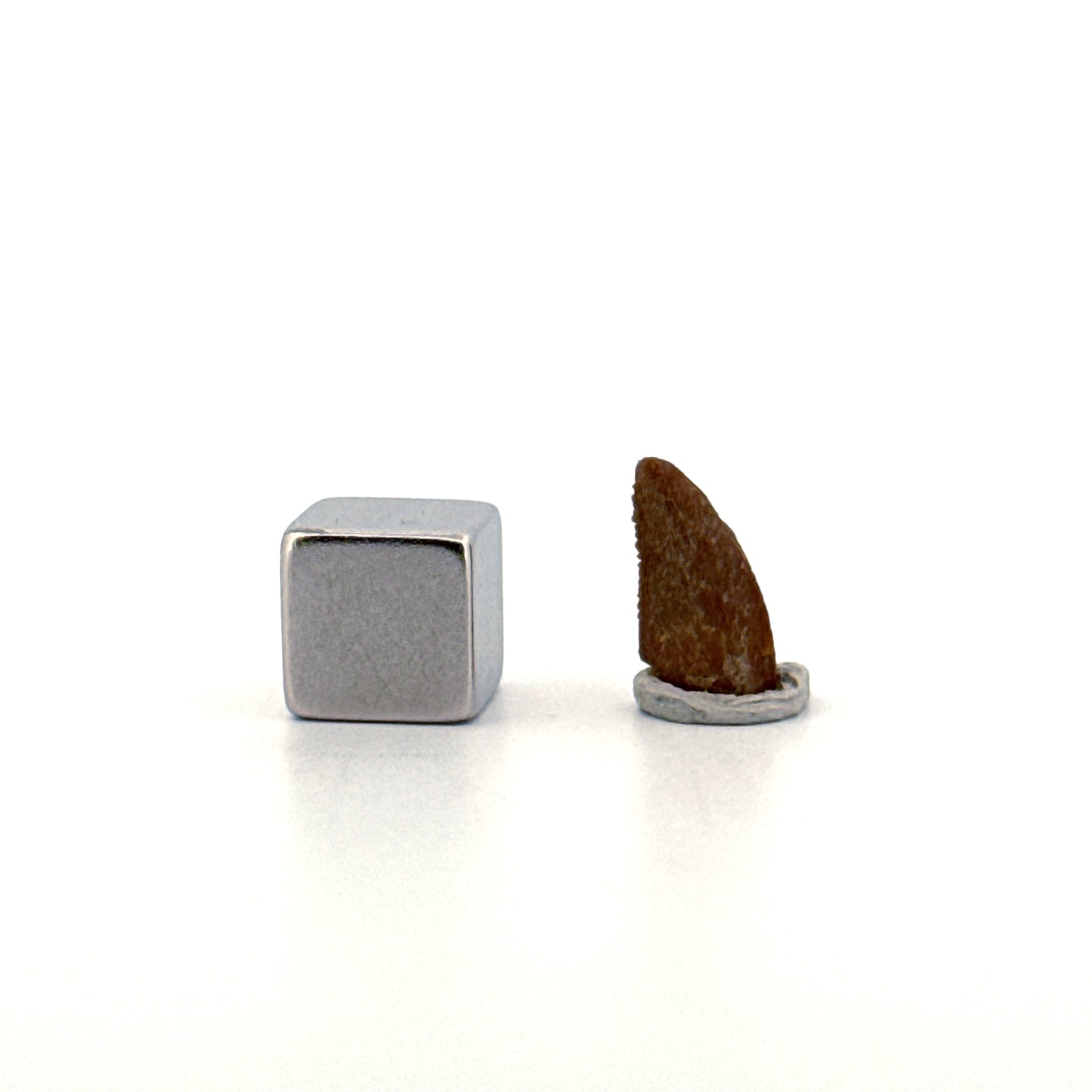 Abelisaurid fossil dinosaur tooth from Kem Kem, Morocco (0.50")