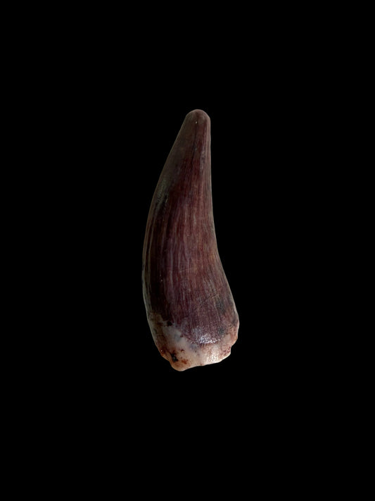 Redondasaurus, Phytosaur fossils tooth  from Late Triassic, USA | 0.48"