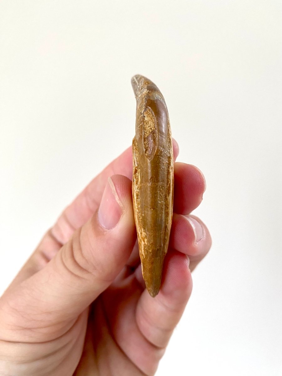 3.03” Basilosaurus fossil tooth - FossilsAndMore