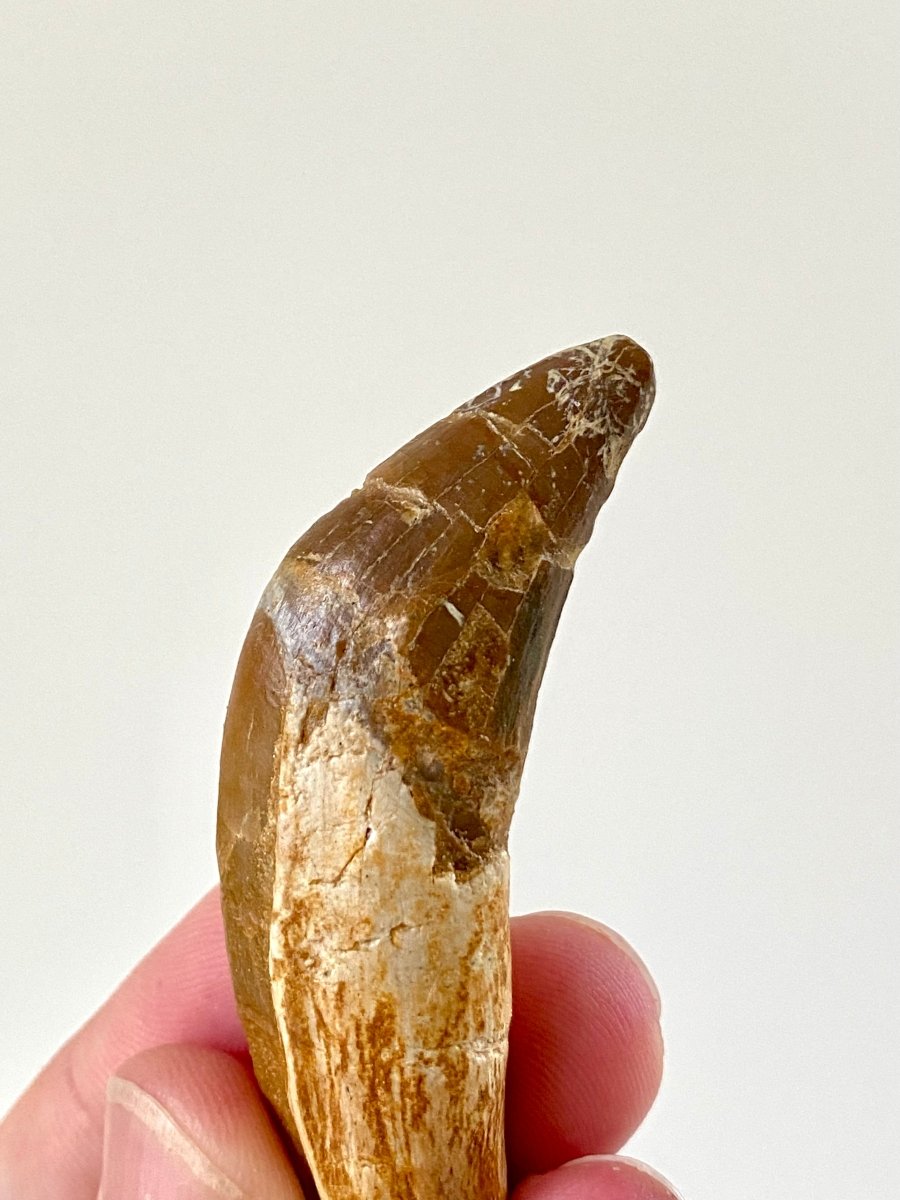 3.03” Basilosaurus fossil tooth - FossilsAndMore