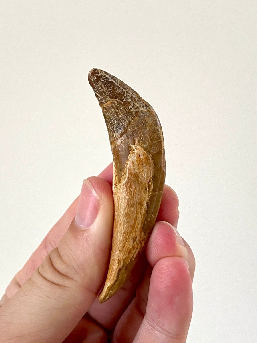 3.03” Basilosaurus fossil tooth - FossilsAndMore