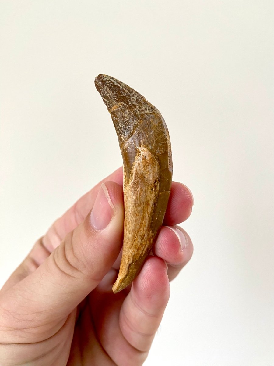 3.03” Basilosaurus fossil tooth - FossilsAndMore