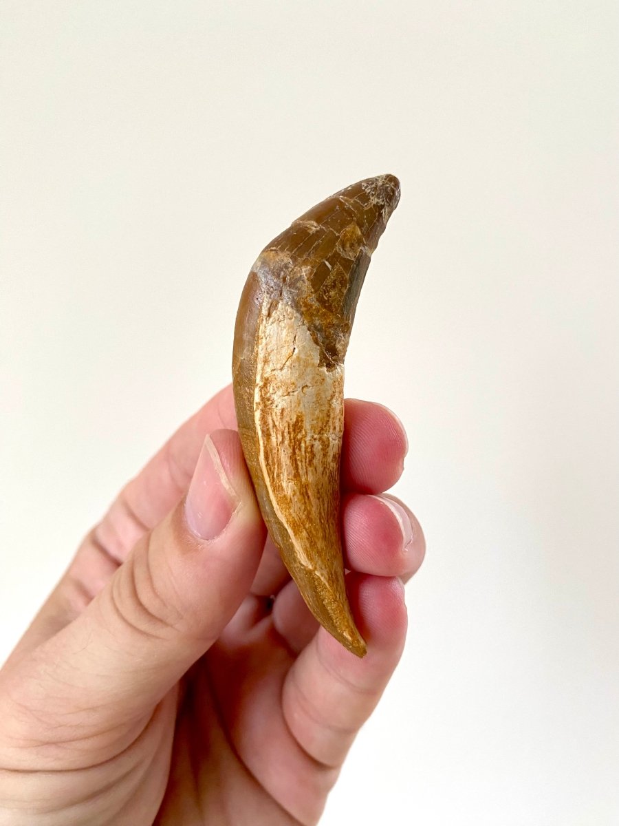 3.03” Basilosaurus fossil tooth - FossilsAndMore