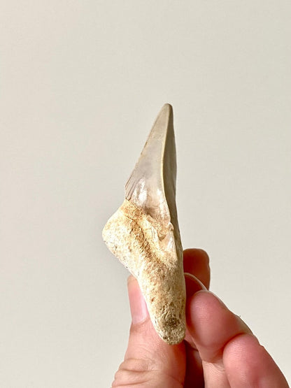 3.05" Otodus obliquus, fossil shark tooth - FossilsAndMore