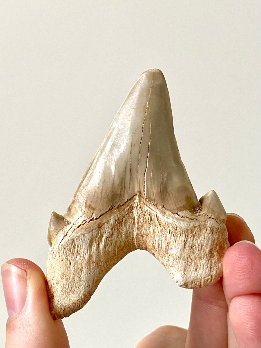 3.05" Otodus obliquus, fossil shark tooth - FossilsAndMore