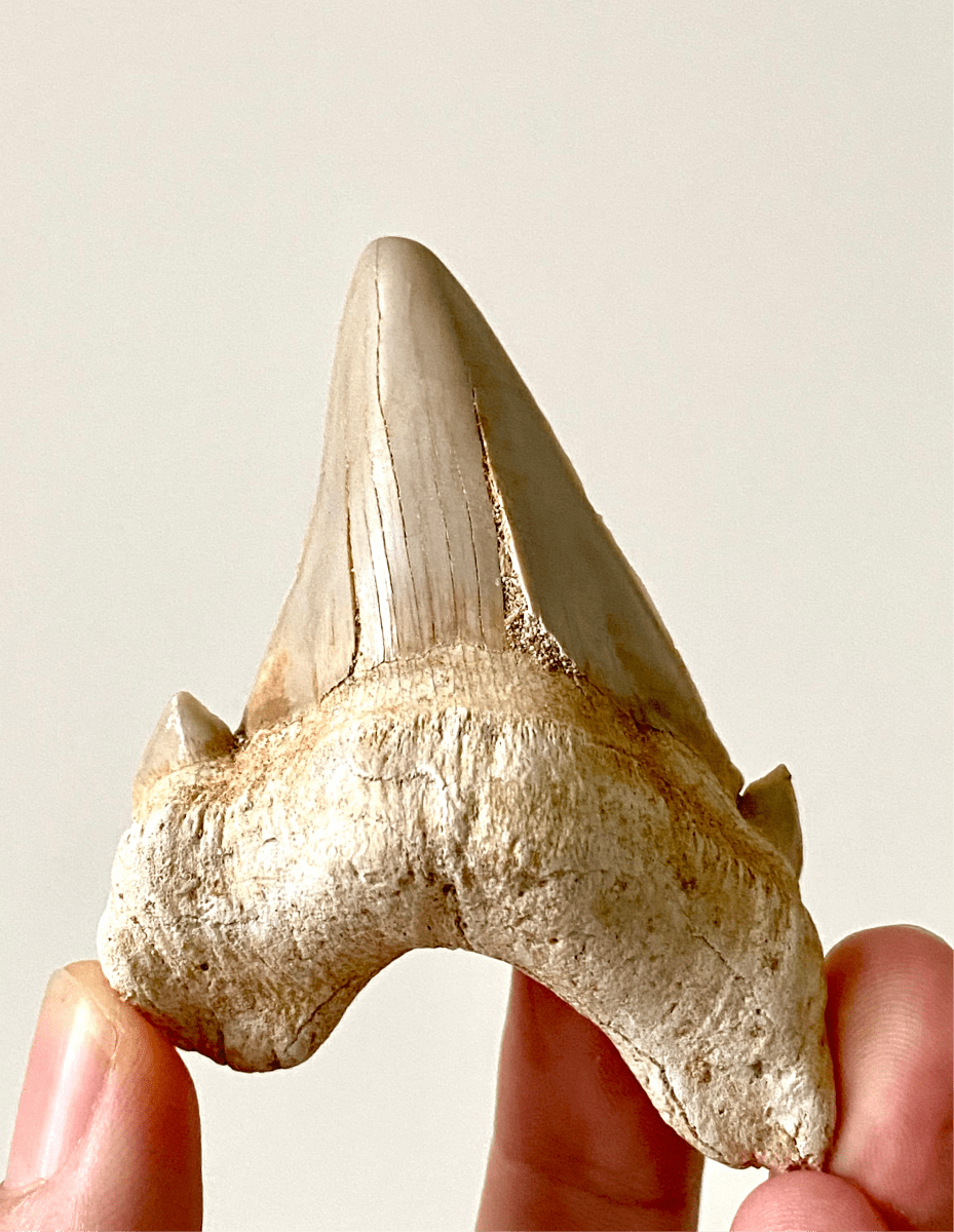 3.05" Otodus obliquus, fossil shark tooth - FossilsAndMore