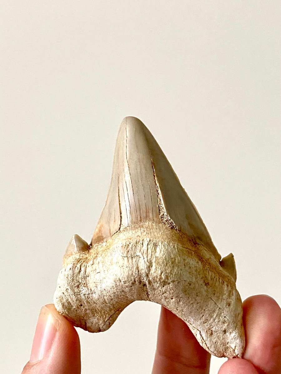 3.05" Otodus obliquus, fossil shark tooth - FossilsAndMore