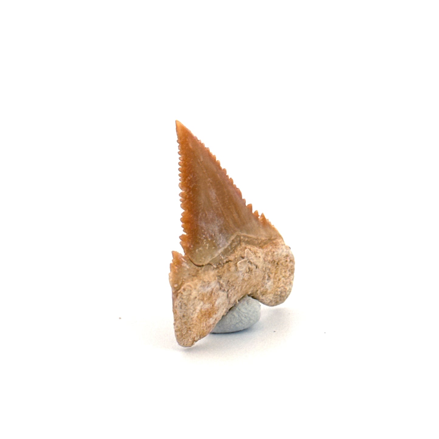 Palaeocarcharodon orientalis Tooth (1.10") from Morocco