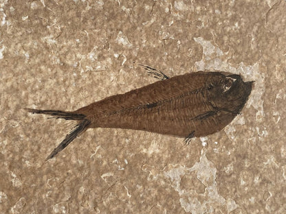 3.06" Knightia Eoceana Fossil fish, Green River Formation - FossilsAndMore