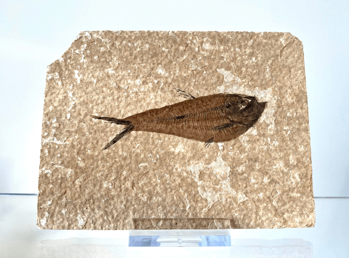 3.06" Knightia Eoceana Fossil fish, Green River Formation - FossilsAndMore