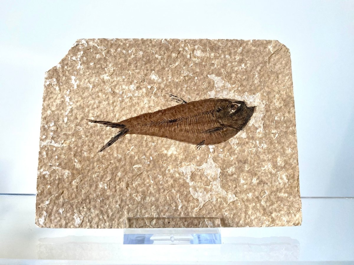 3.06" Knightia Eoceana Fossil fish, Green River Formation - FossilsAndMore