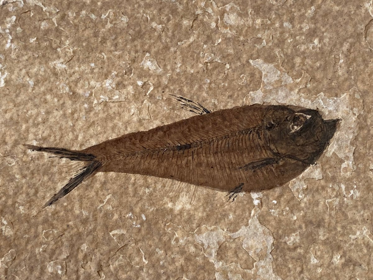 3.06" Knightia Eoceana Fossil fish, Green River Formation - FossilsAndMore