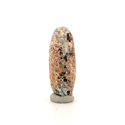 Fossiele Pijnappel, Equicalastrobus chinlea (1.97 inch) - Eoceen plantenfossiel uit Marokko