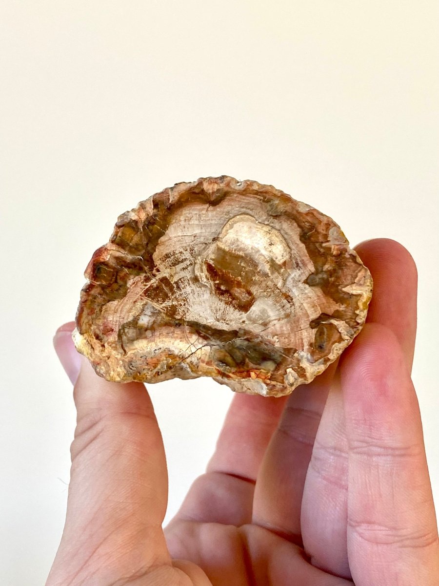 3.07" Petrified wood from Madagascar - FossilsAndMore