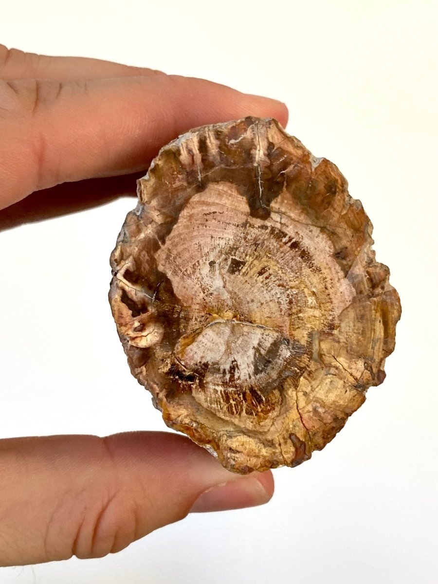 3.07" Petrified wood from Madagascar - FossilsAndMore